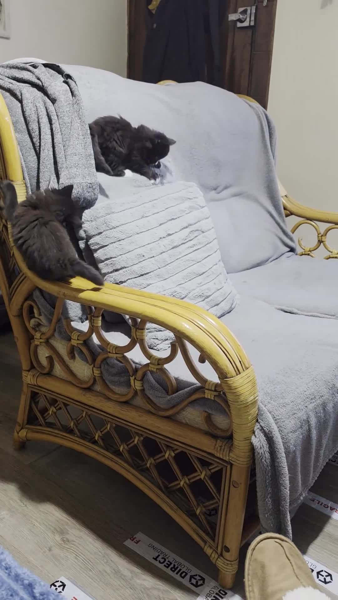 Mixed Breed cats for sale: I am looking for a new family.. - Video 1