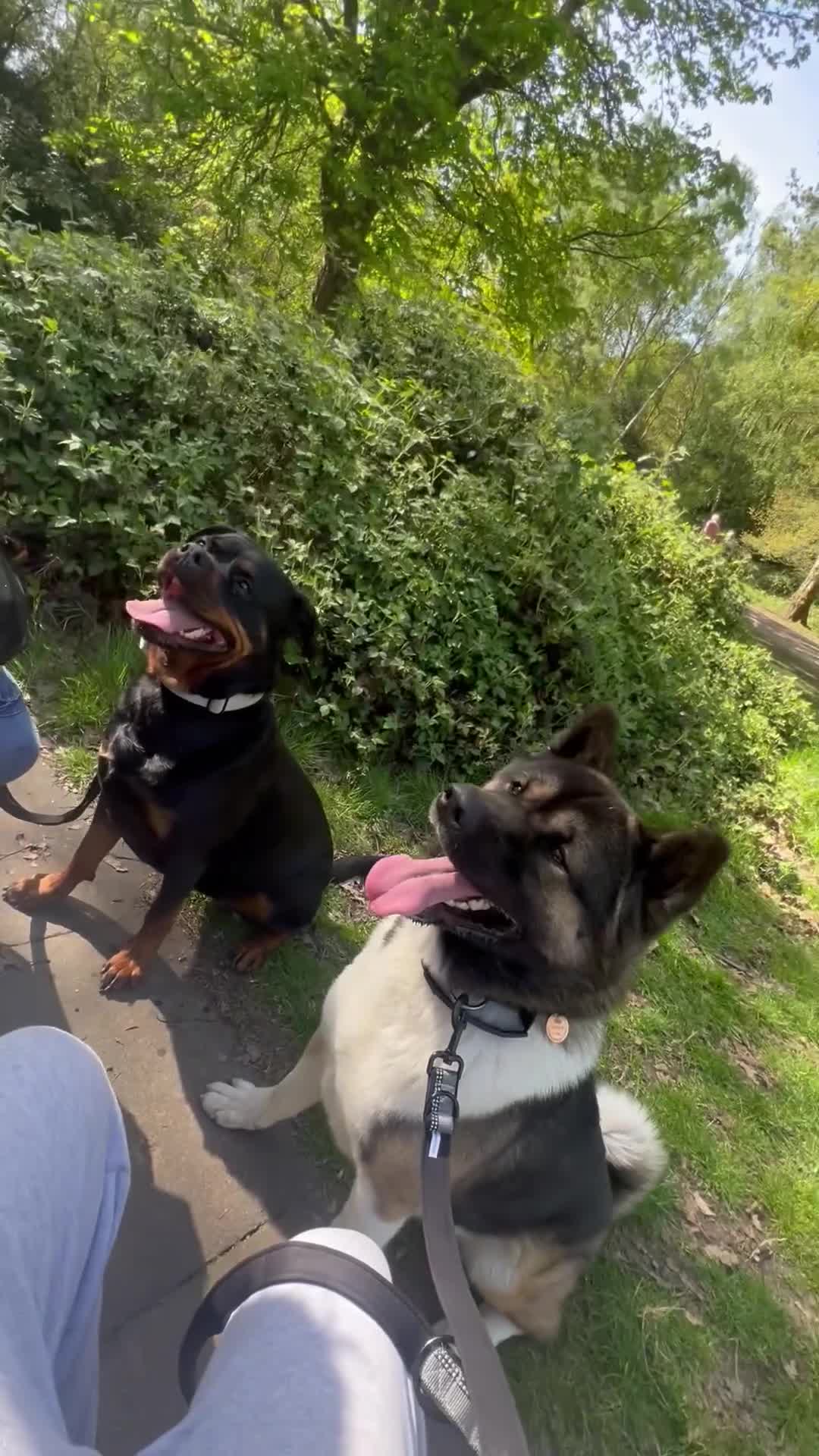 Akita dogs for stud: Chico’s finding LOVE… in Birmingham - Video 5