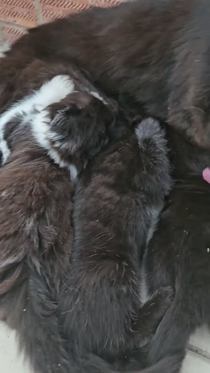 Mixed Breed cats for sale: Ragdol mix Kittens  - Video 1