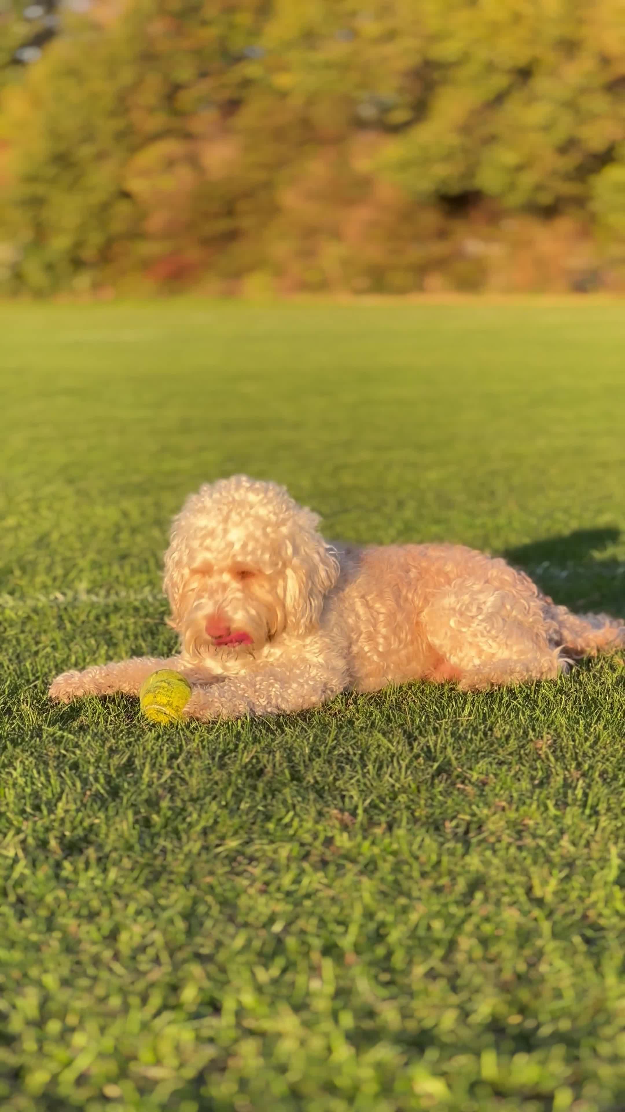Cockapoo dogs for stud: 🐾 Beautiful Cockapoo Stud Exceptional Temperament in Heywood - Video 1