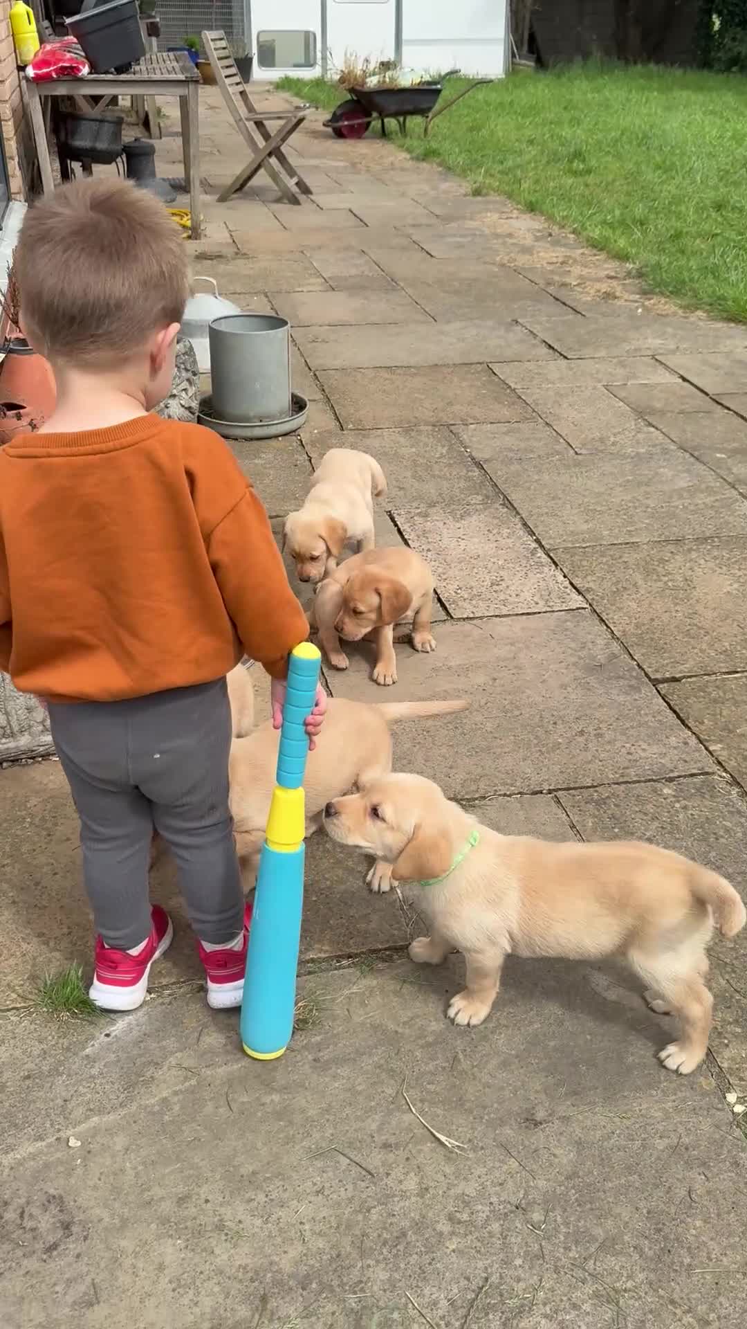 Labrador Retriever dogs for sale: K.C.Reg Superb Labrador Puppies - Video 2