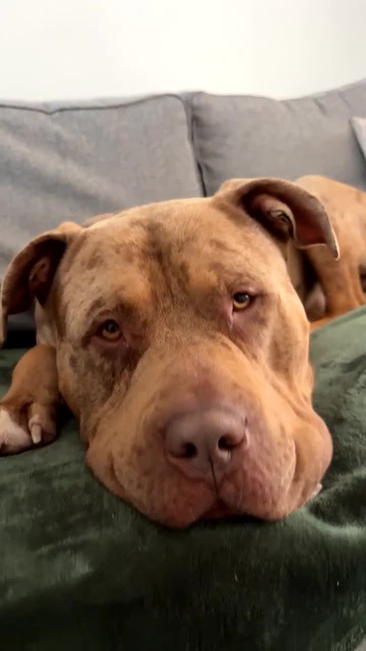 Mixed Breed dogs for sale: Pablo - Video 1