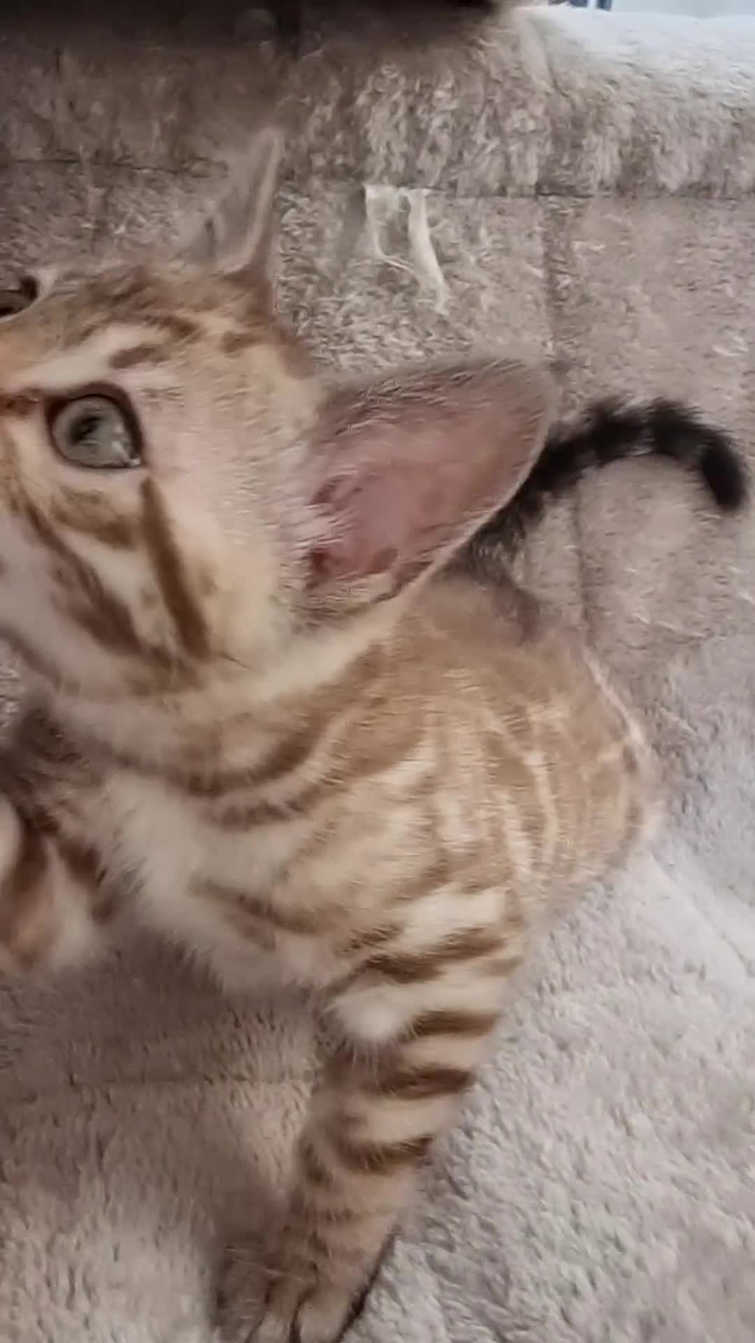 Bengal cats for sale: STUNNING LITTER OF TICA MINK BENGAL KITTENS.  - Video 1