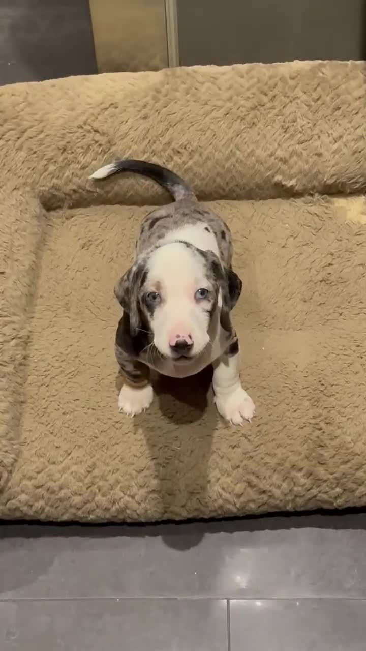 Dachshund dogs for sale: Beautifull puppies  - Video 1