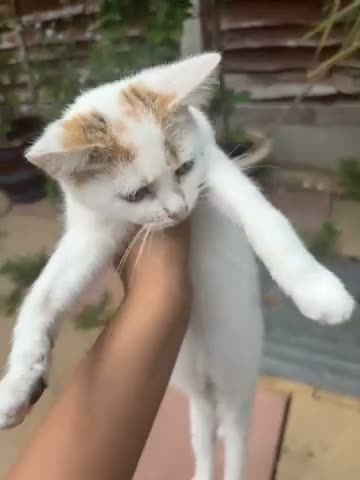 British Shorthair cats for sale: 5 cute British shorthair breed kittens  in Ilford - Video 5