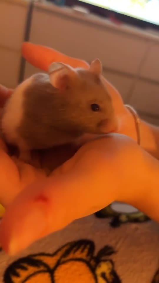 Hamster rodents for sale: Hamster with enclosure  - Video 1