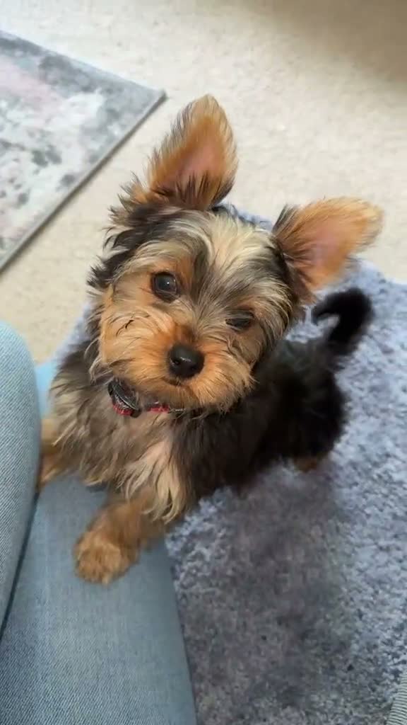 Yorkshire Terrier dogs for sale: Yorkshire terrier puppy’s  in Maidstone - Video 2