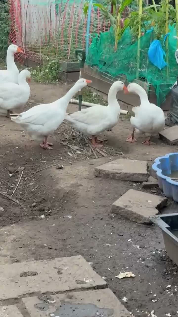Geese poultry for sale: Gosling  - Video 1