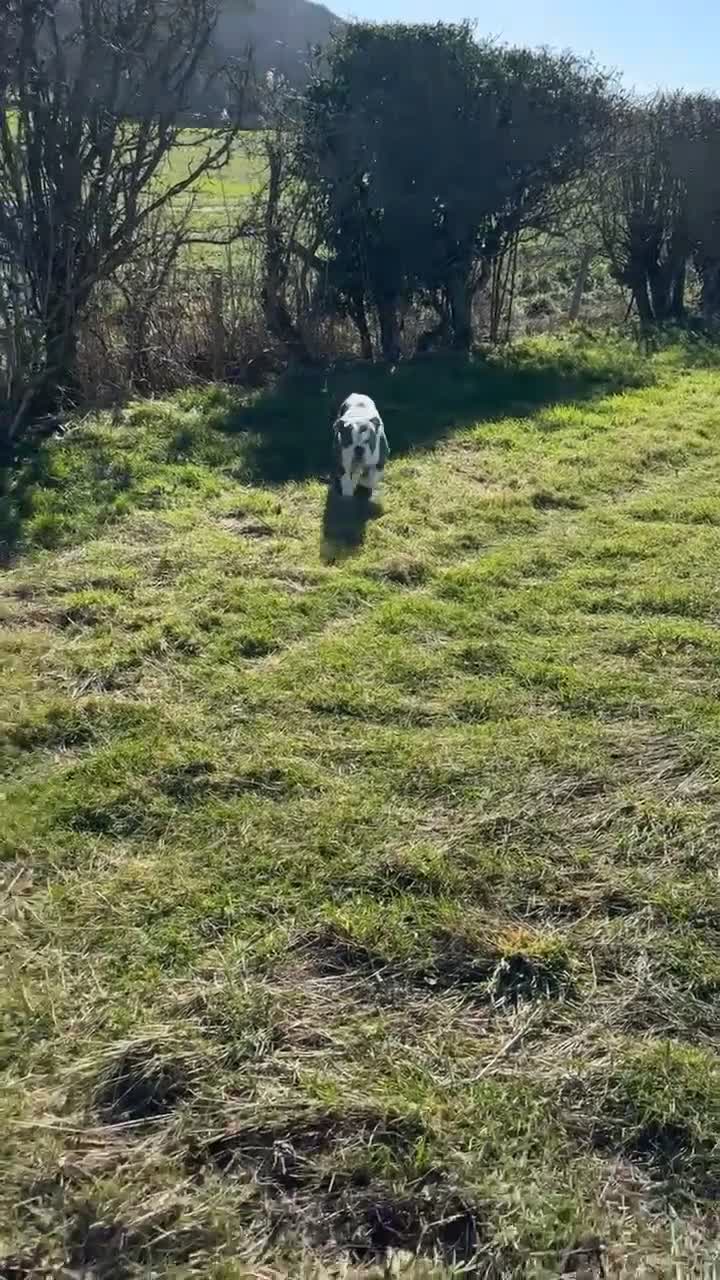 Old Tyme Bulldog dogs for stud: Old tyme bulldog  in Middlesbrough - Video 1