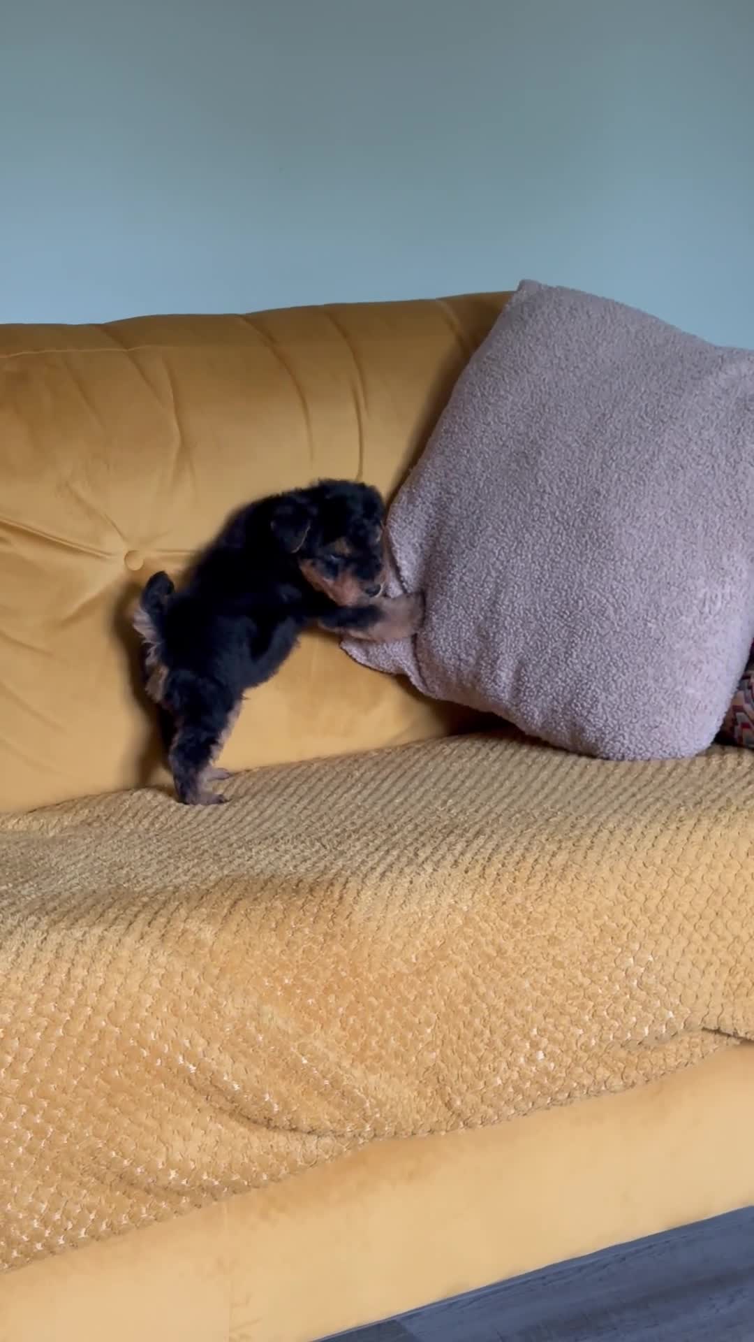 Welsh Terrier dogs for sale: Wawuzer puppies  in Haverfordwest - Video 2