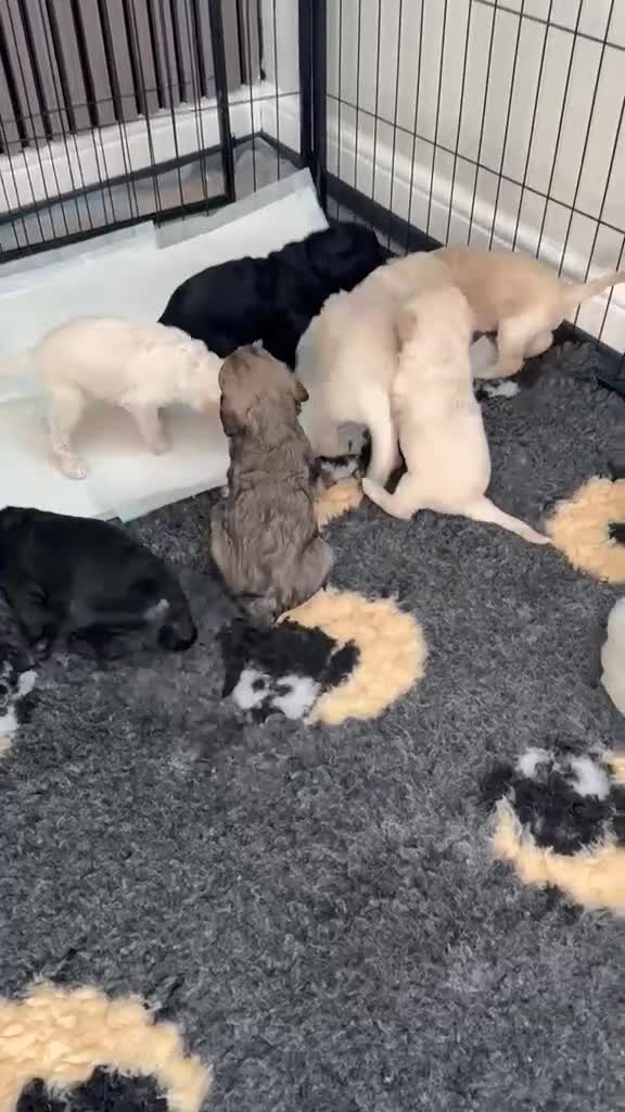 Double Doodle dogs for sale: Beautiful Golden St Bernadoodle Puppies for Sale  - Video 1