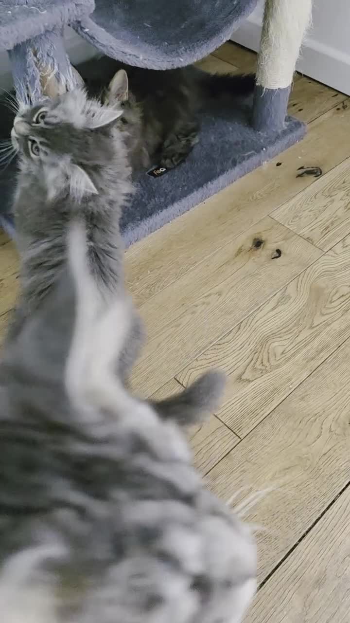 Maine Coon cats for sale: Stunning pure maine coons 1 boy and 1 girl left  - Video 1