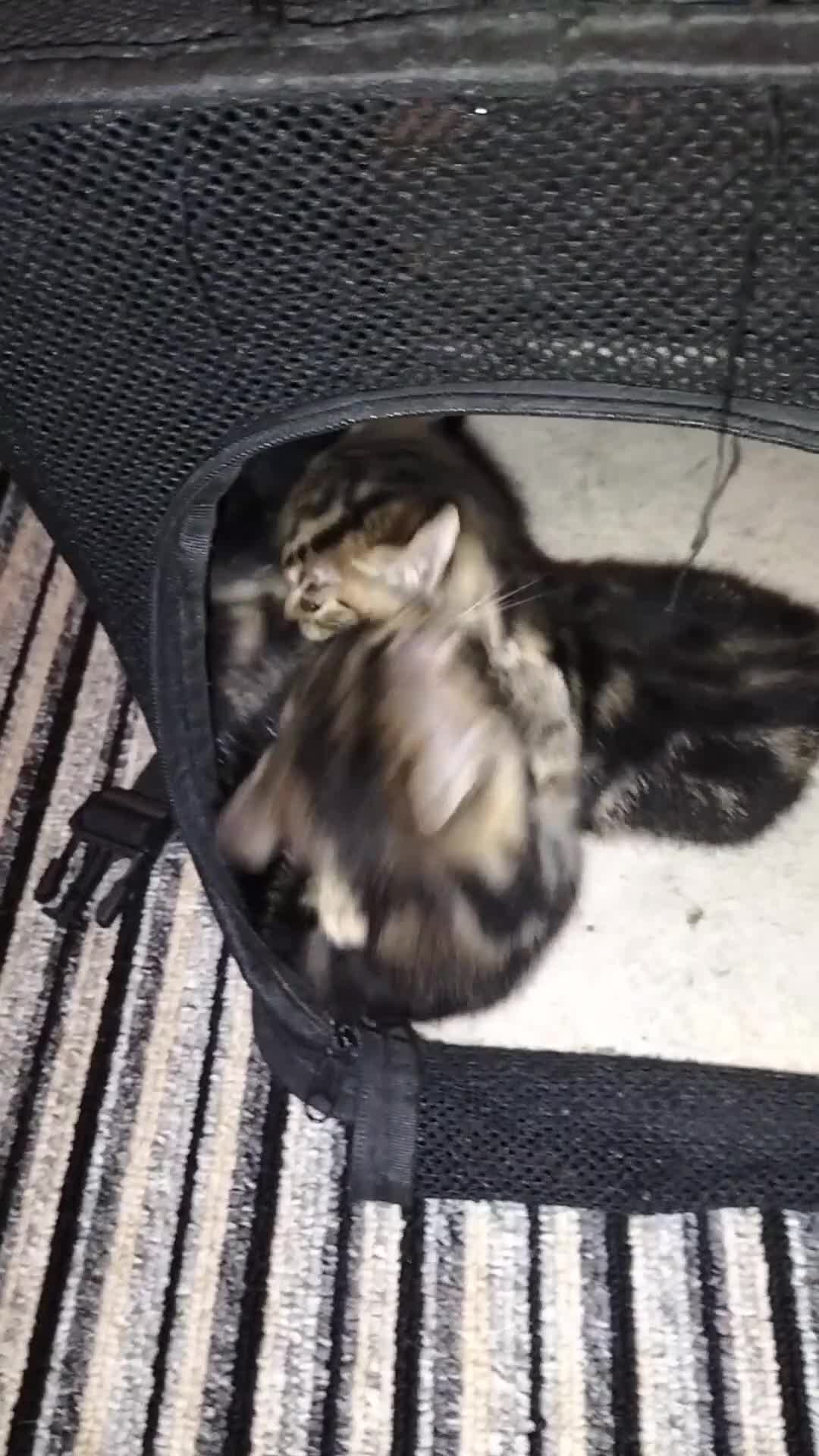 Mixed Breed cats for sale: 5 Beautiful Tabby Kittens - Video 2