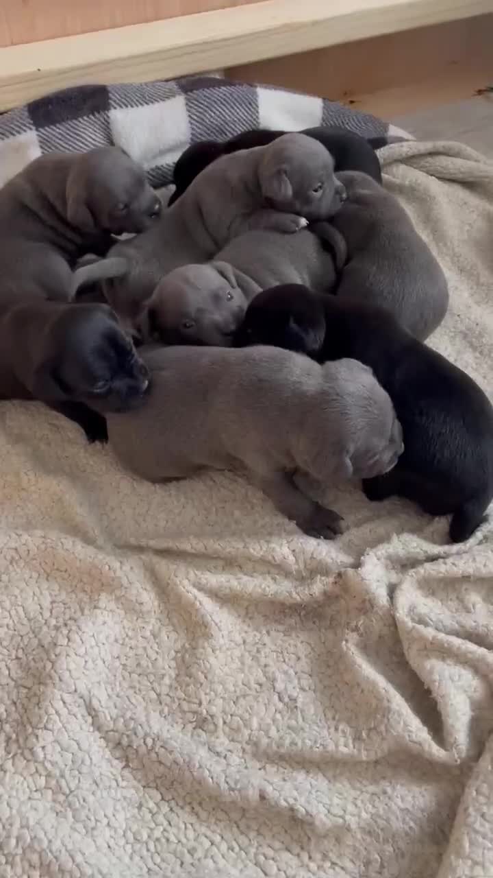 Staffordshire Bull Terrier dogs for sale: Chunky Staffy puppies excellent bloodline - Video 3