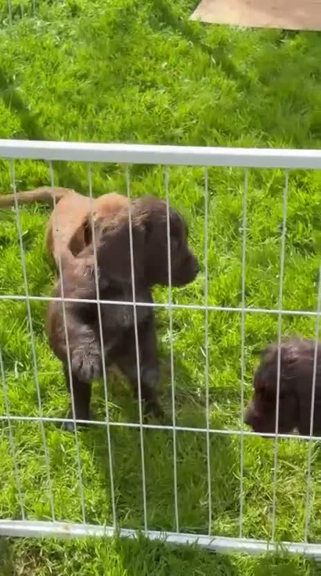 Cocker Spaniel dogs for sale: Two handsome chocolate brown and golden males  - Video 1