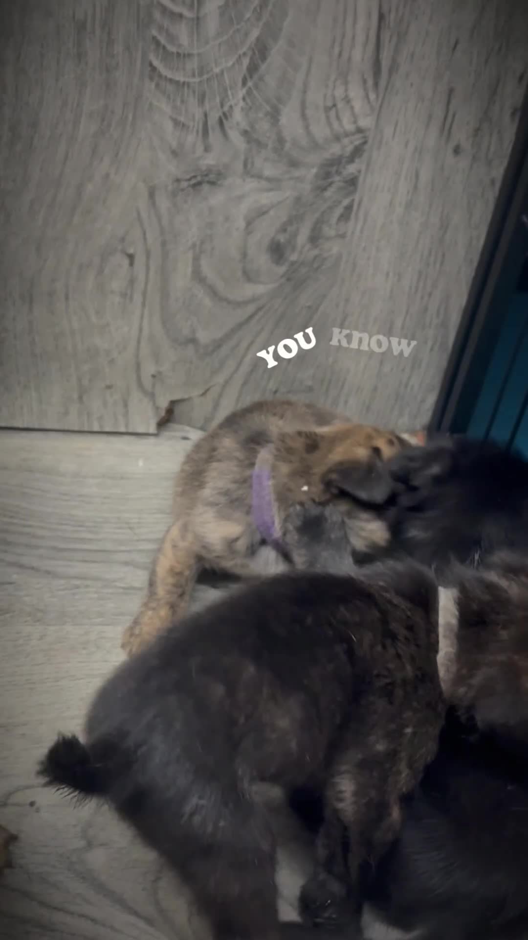 Mixed Breed dogs for sale: 5 French bulldog cross pups for sale  - Video 1