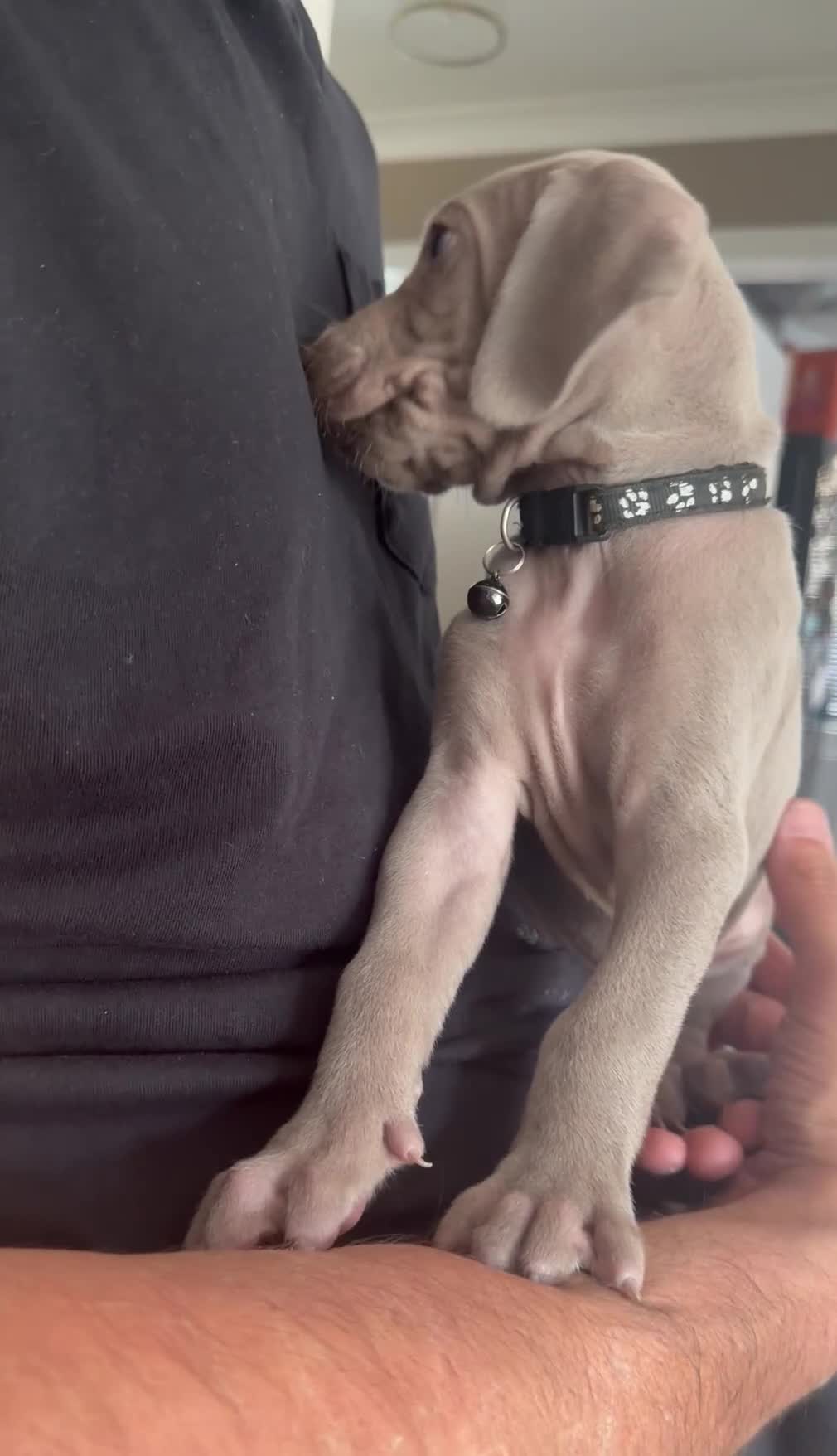 Weimaraner dogs for sale: Stunning 💙&🩶 KC Registered Weimaraner pups 🩷&💙 - Video 1