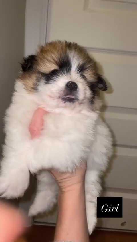 Mixed Breed dogs for sale: Pomeranian/ Aussie poms  - Video 4