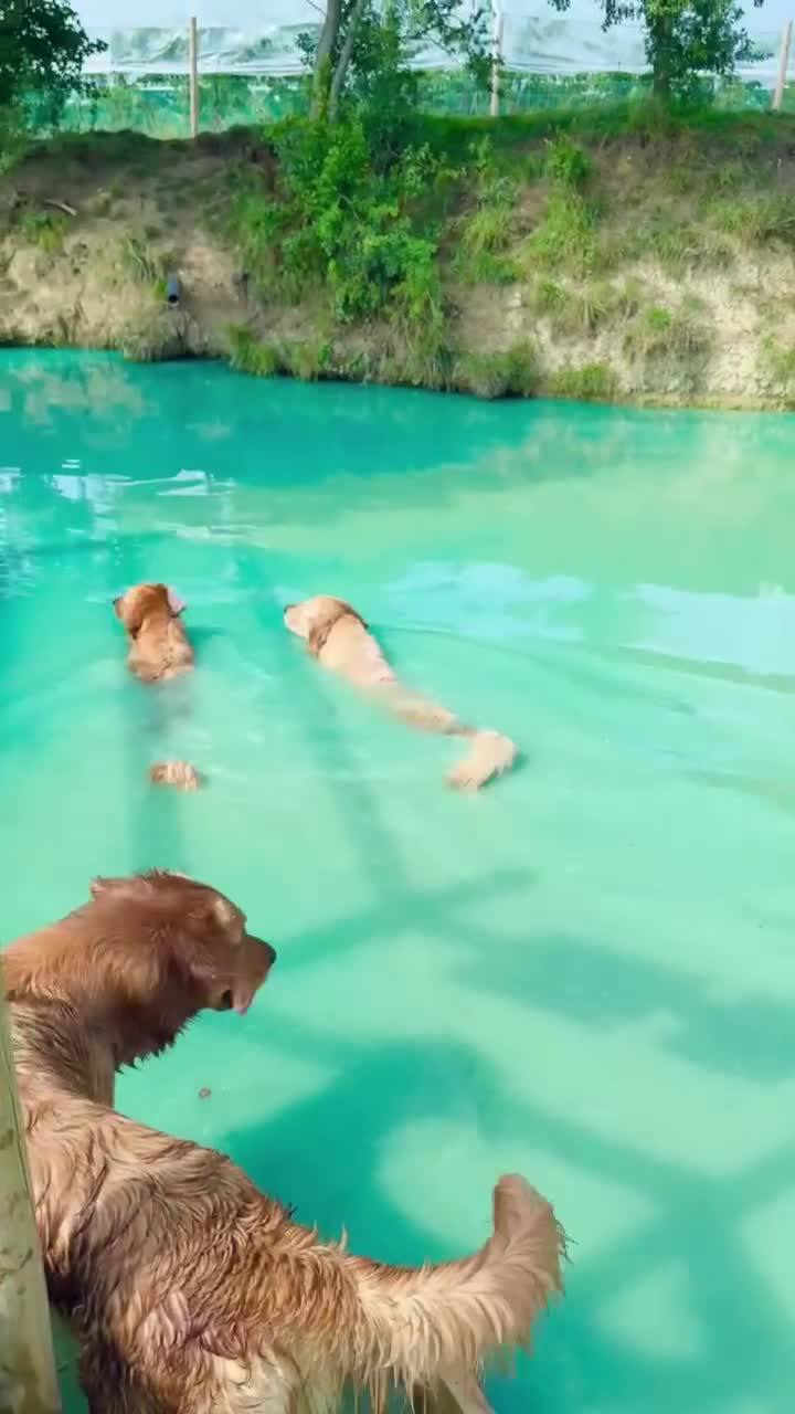 Golden Retriever dogs for sale: 🤍🧸 last puppy girl looking for her forever home - Video 5