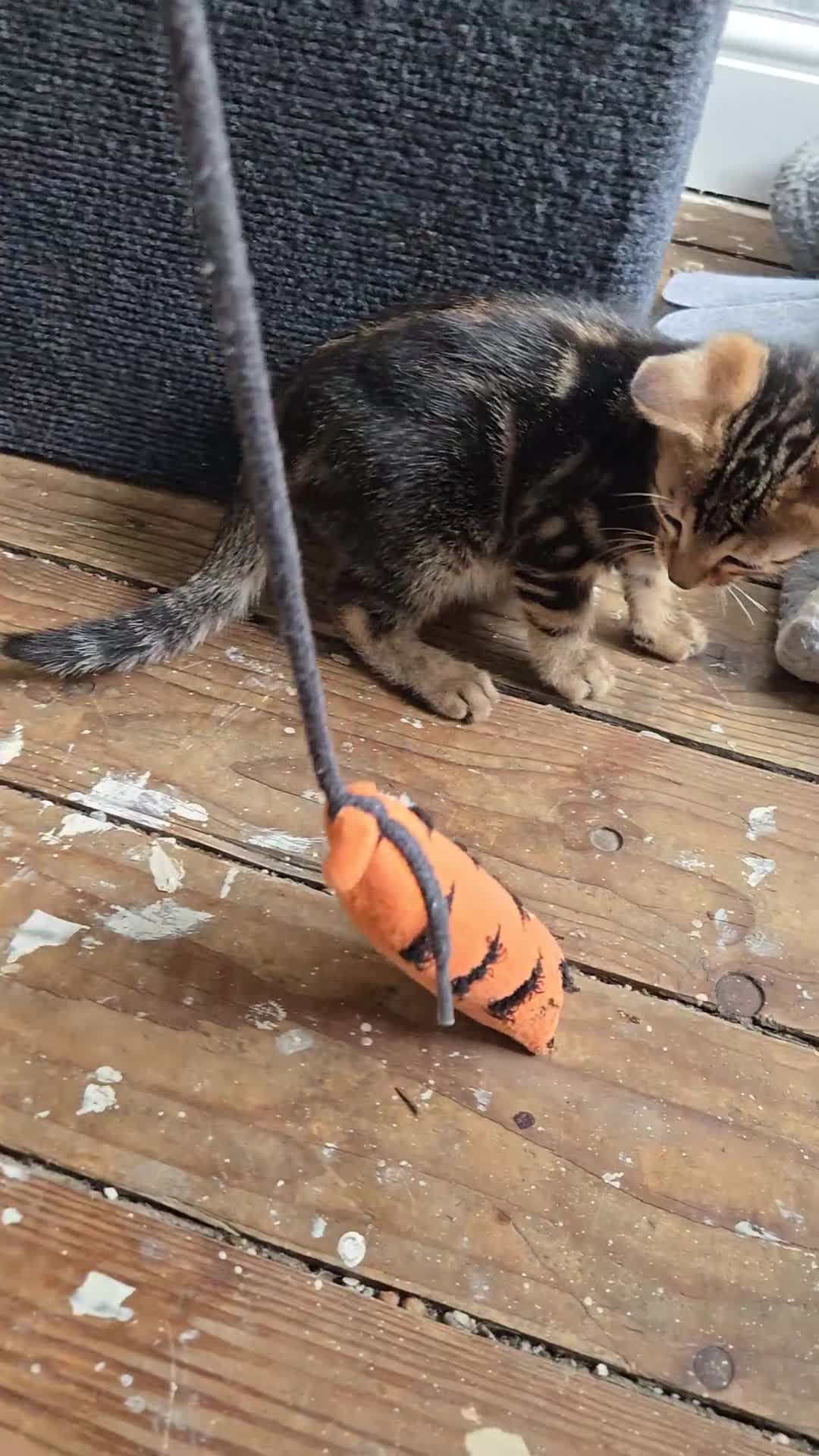 Bengal cats for sale: Two stunning little girls absolutely stunning!!!  - Video 1