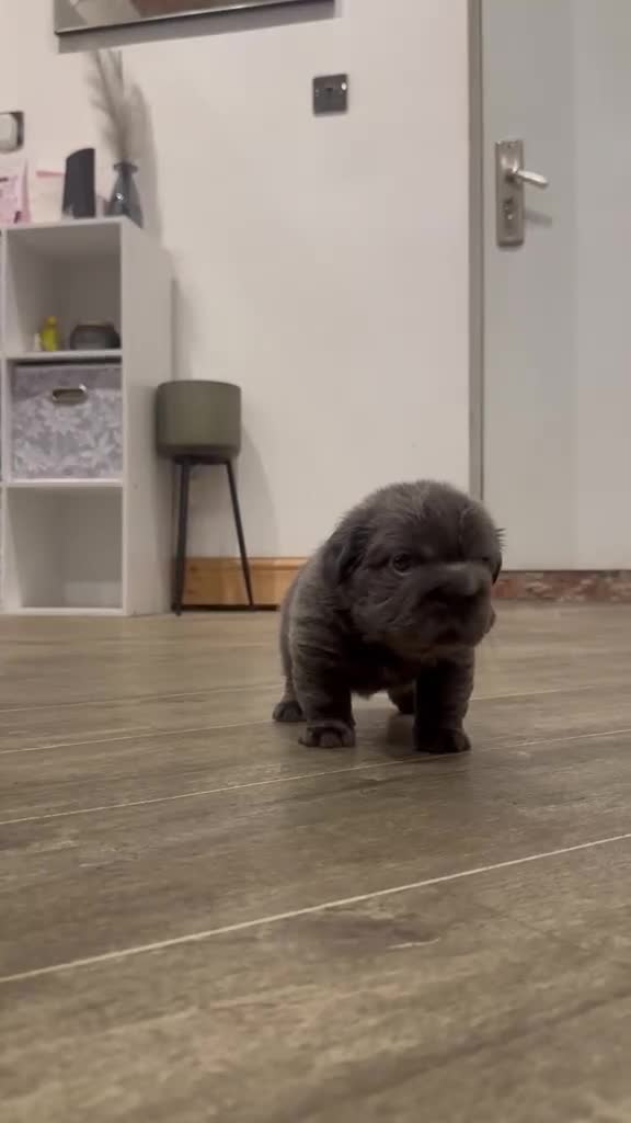 French Bulldog dogs for sale: 3 beautiful French bulldog puppies  - Video 3