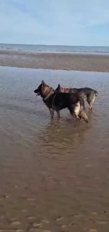 German Shepherd dogs for stud: German shepherd for stud  in Bexhill-on-Sea - Video 1