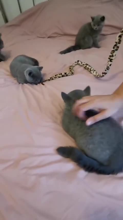 British Shorthair cats for sale: REDUCED LAST 4 REMAINING! TICA BRITISH SHORTHAIRS - Video 2