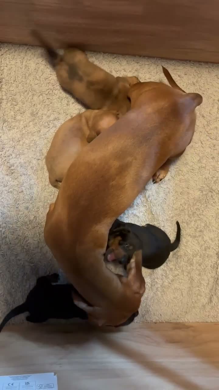Dachshund dogs for sale: Beautiful mini Dachshunds  - Video 1