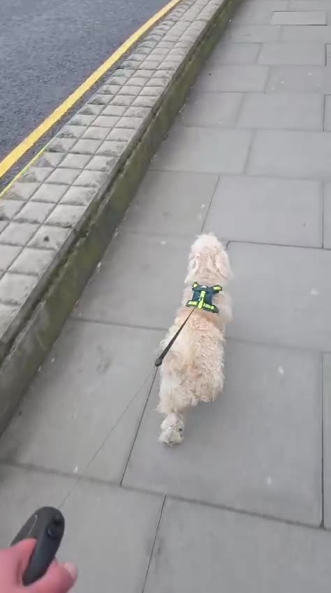 Mixed Breed dogs for sale: Sweet dog looking for a home. - Video 1