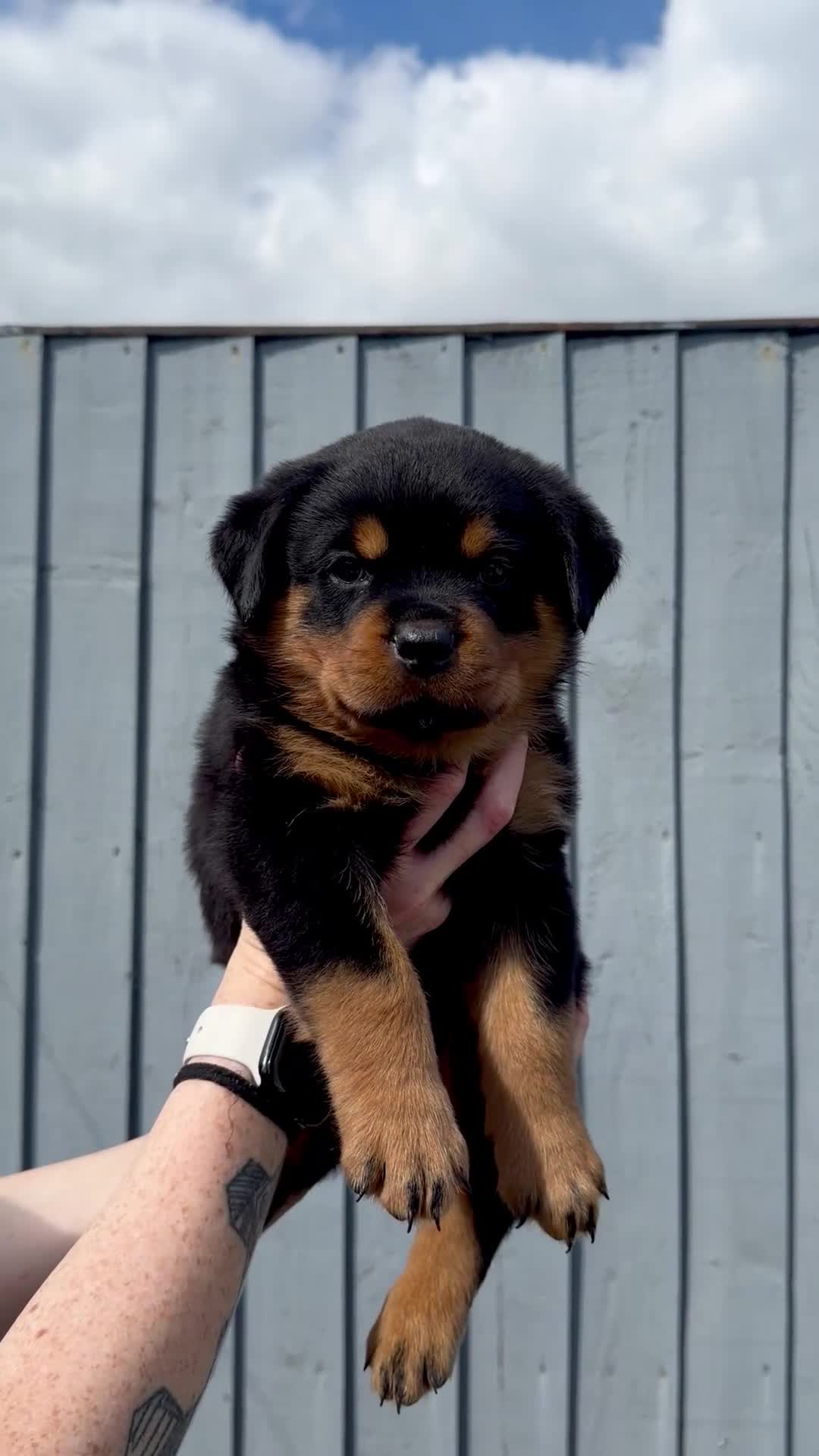 Rottweiler dogs for sale: 5 Exceptional KC Registered Rottweiler Puppies - Video 5