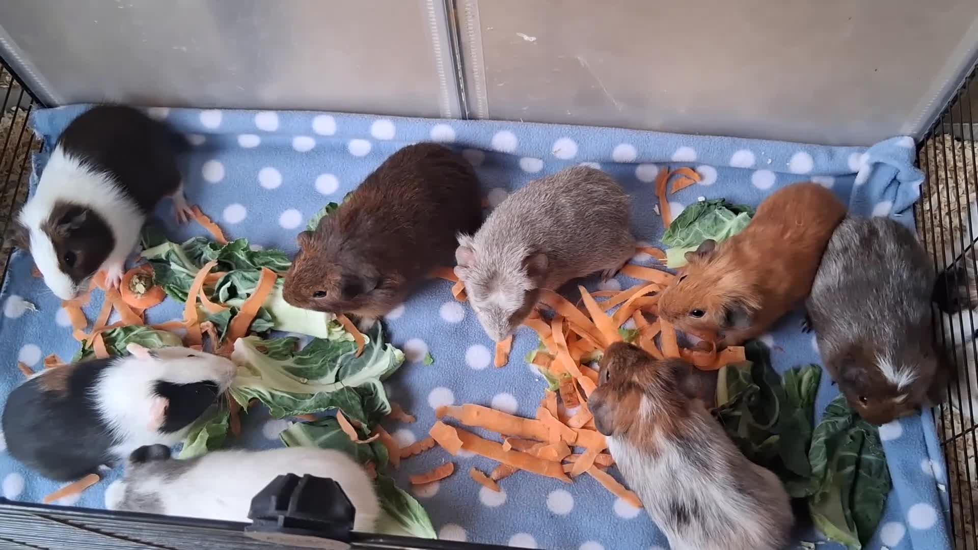 Guinea Pig rodents for sale: 10 Baby boy guinea pigs for sale - Video 2