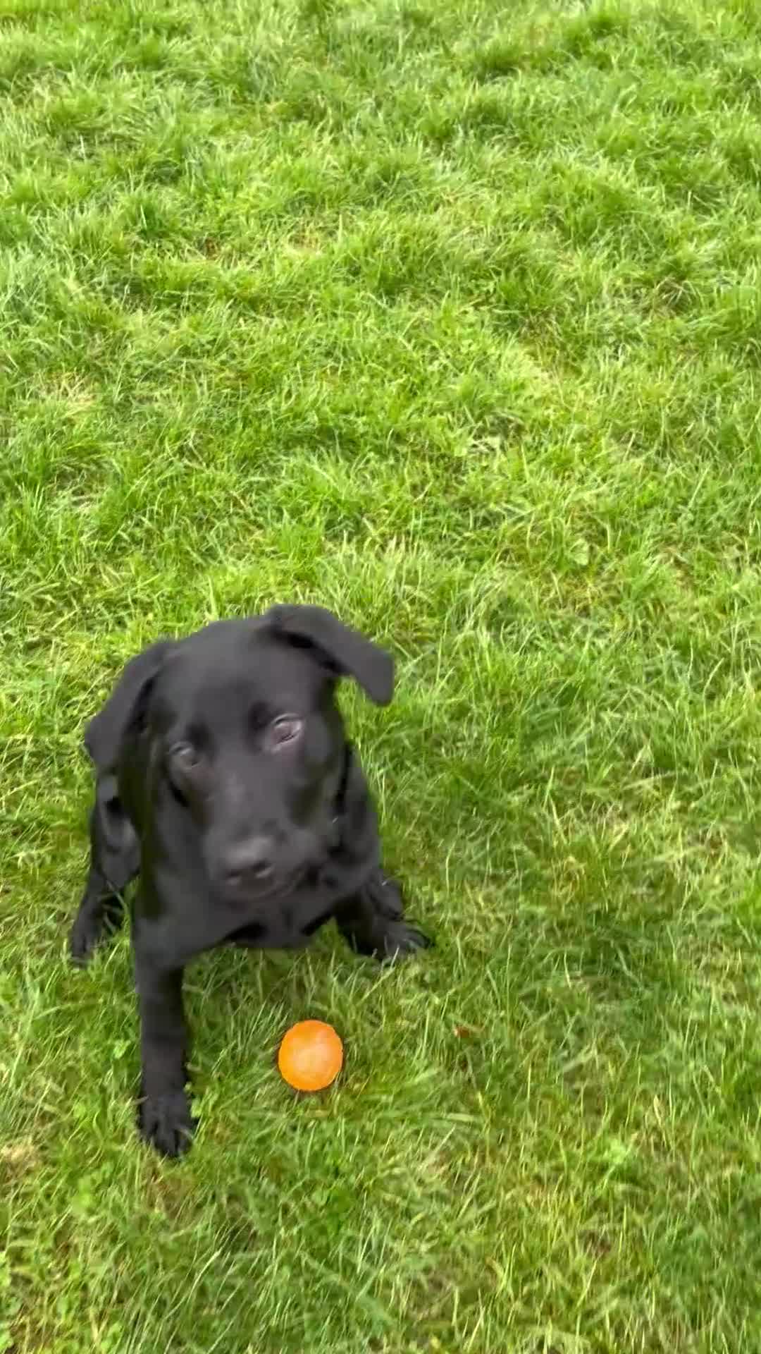 Labrador Retriever dogs for sale: 20 weeks old black lab boy - Video 1