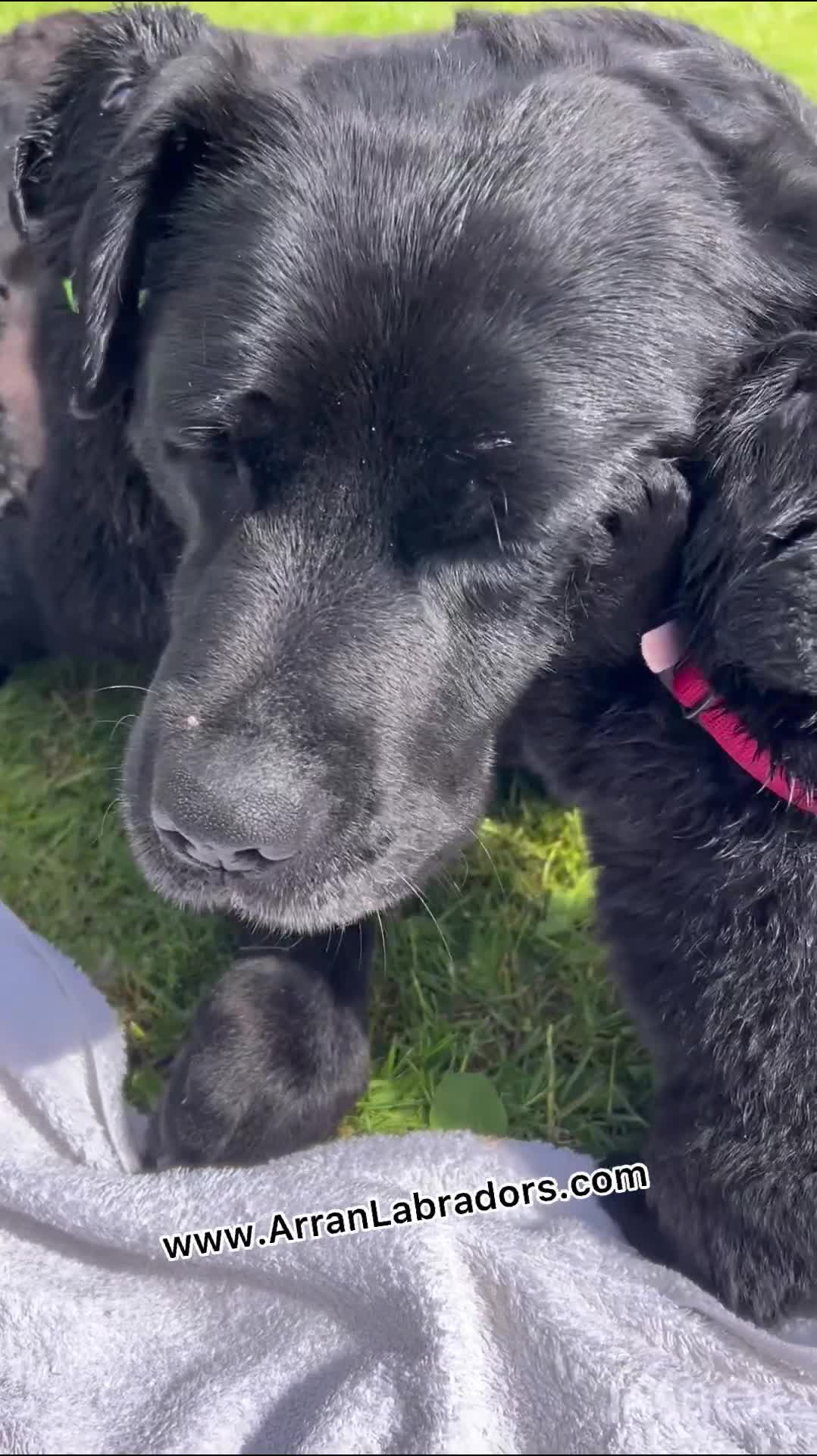 Labrador Retriever dogs for sale: Black Purebred Pedigree Show Line look Labradors - Video 2