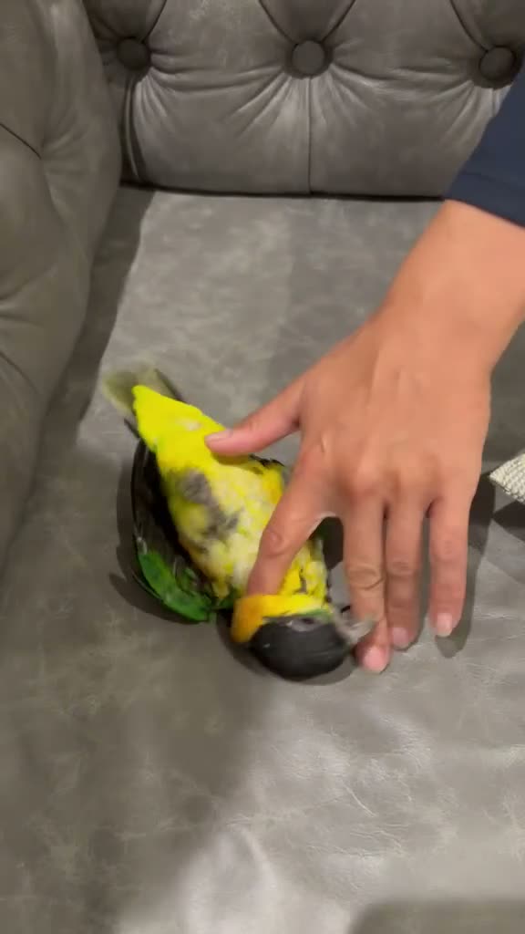 Parrots birds for sale: Silly Tame Pallid Black Headed Caique READY NOW - Video 2