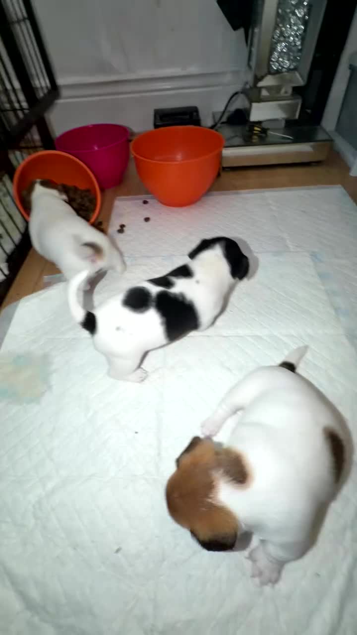 Jack Russell dogs for sale: Jackrussells terriers for sale  - Video 3