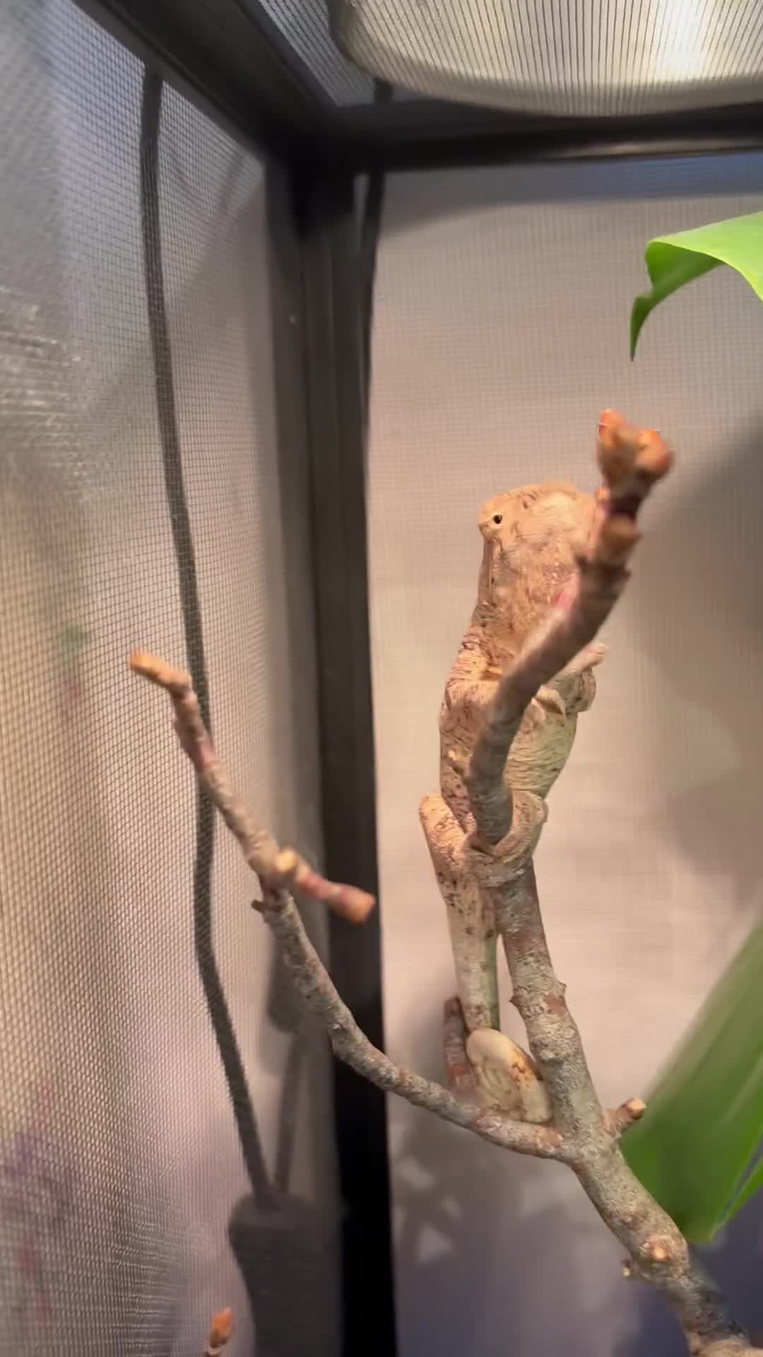 Chameleon reptiles for sale: Young female panther chameleon  - Video 1