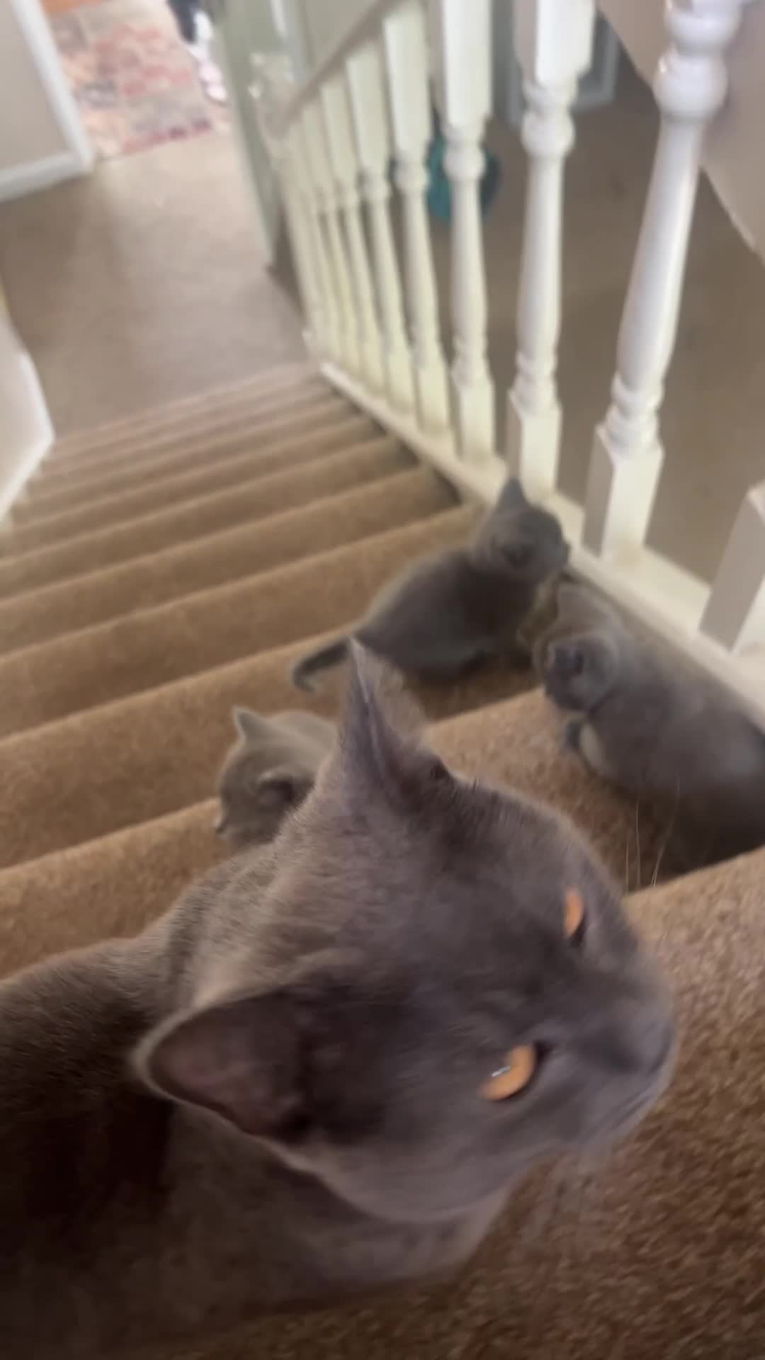 British Shorthair cats for sale: British short hair  - Video 1