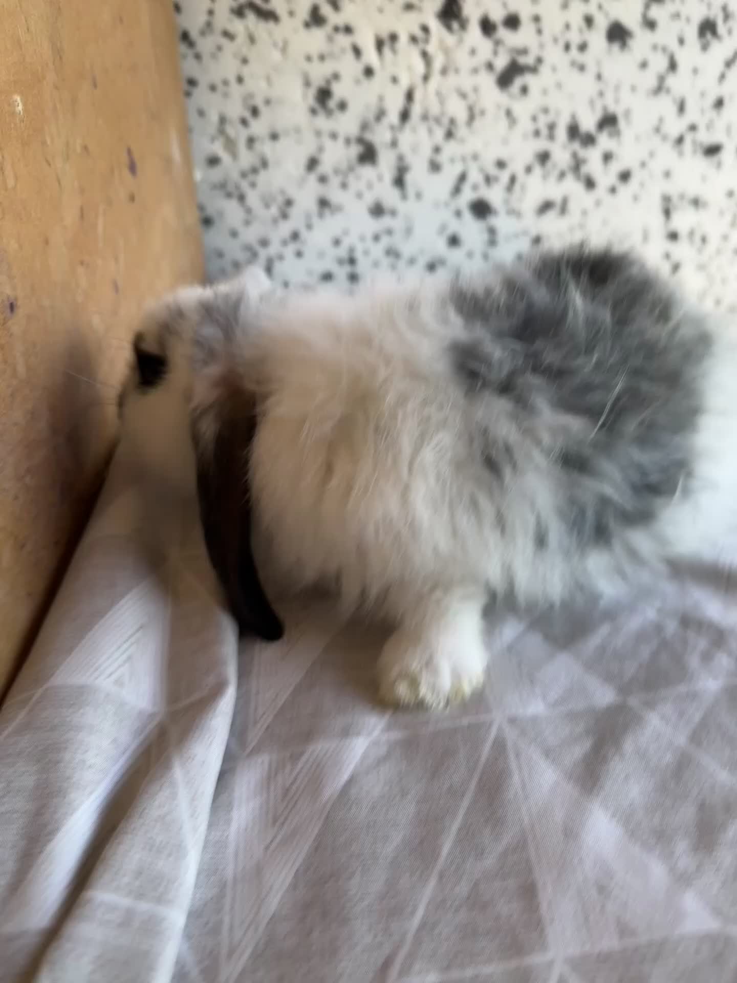 French Lop rabbits for sale: French lop babies  - Video 2