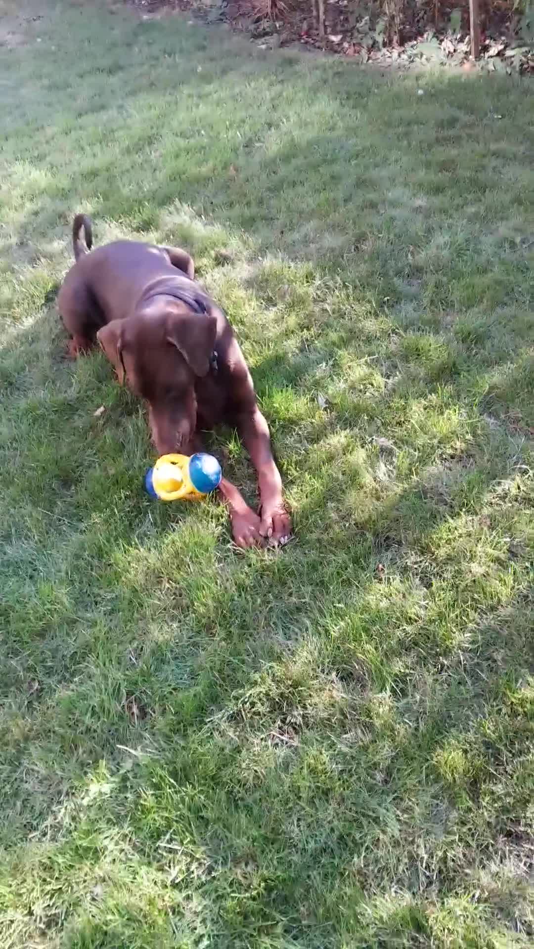 Dobermann dogs for sale: Louis 3 years old Dobermann Dog - price negotiable - Video 1