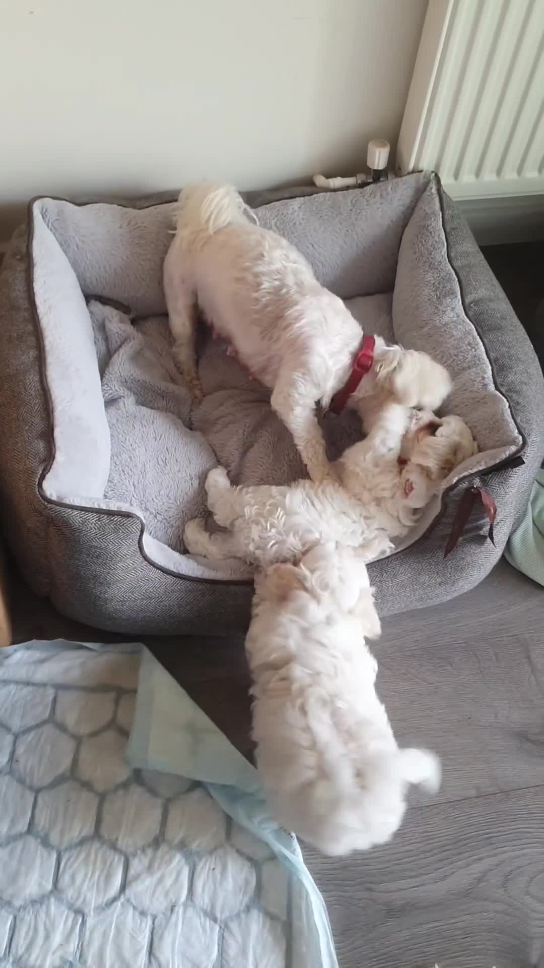 Maltese dogs for sale: Maltese Puppy KC Registred 9 weeks old London EN5 - Video 1