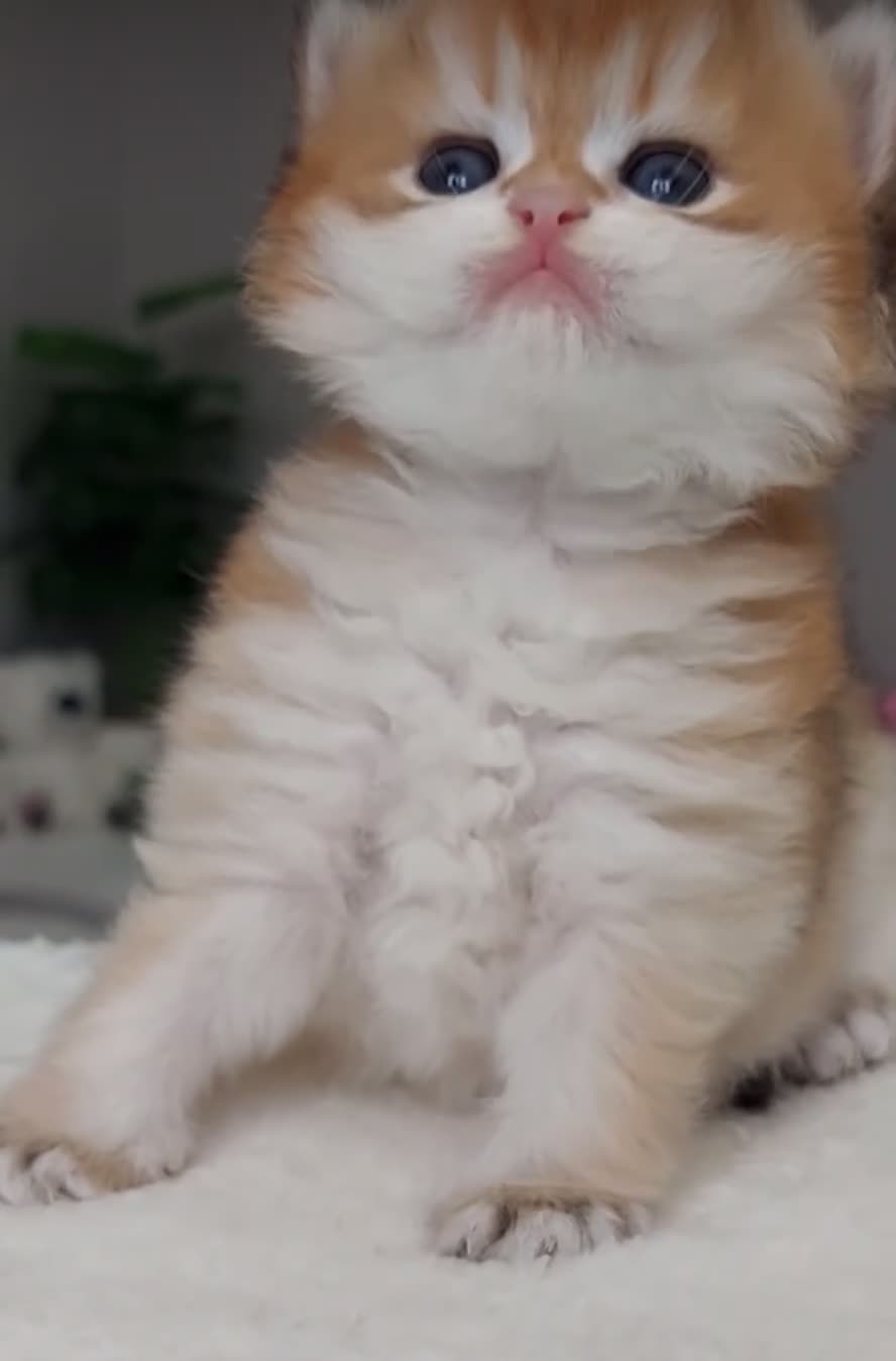 British Longhair cats for sale: ✨Golden British Longhair - Exclusive Kittens✨*🧿 - Video 1