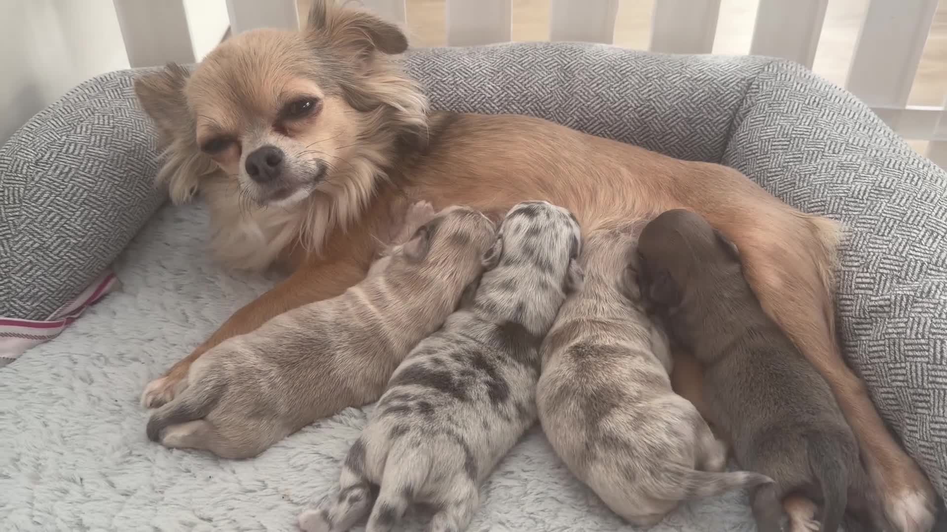 Chihuahua dogs for sale: Stunning litter of mixed Merle and Lilac fawn in Gerrards Cross - Video 1