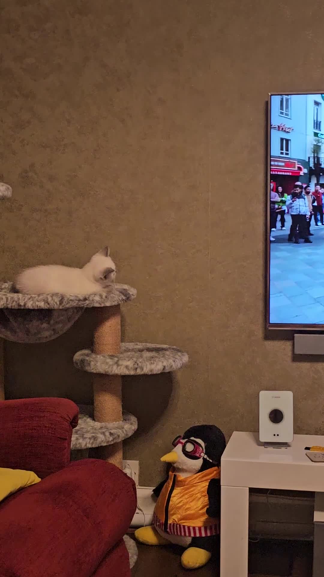 Scottish Fold cats for sale: 😻SF pedigree TICA 😸 READY TO LEAVE😸 - Video 1