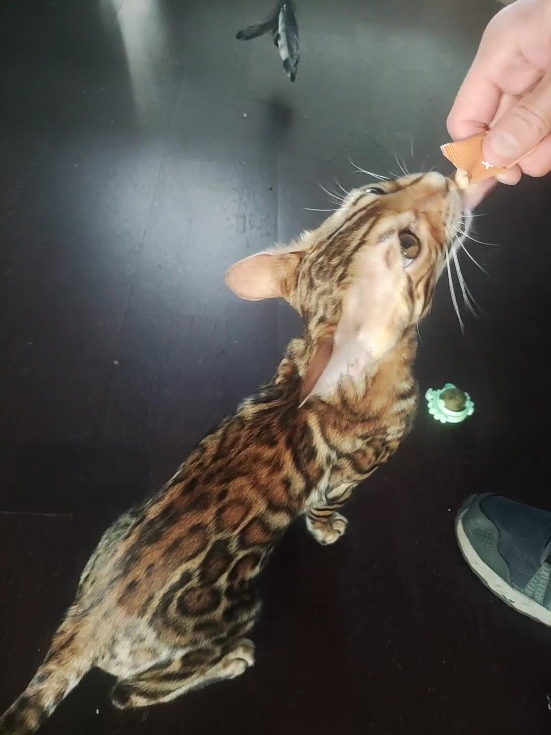 Bengal cats for sale: 😺 Rehoming TICA Bengal Cats Ready for New Home 🏡 - Video 3