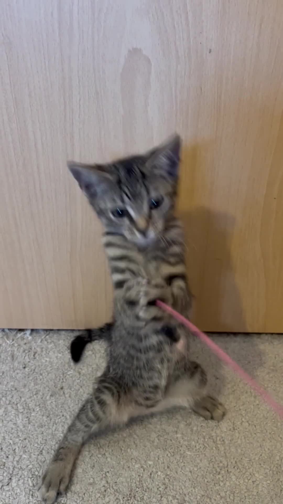 Domestic Shorthair cats for sale: Adorable Tabby Kittens Seeking Their Forever Homes - Video 3