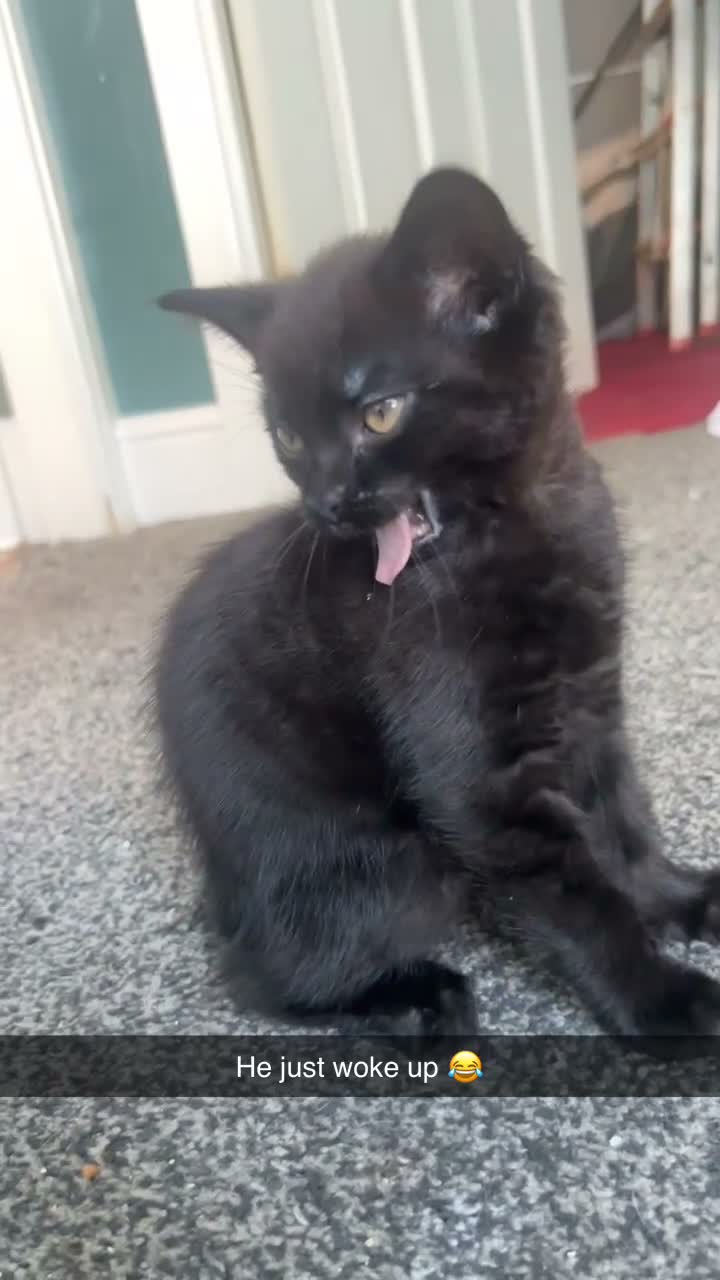 British Shorthair cats for sale: Black male for sale  - Video 1