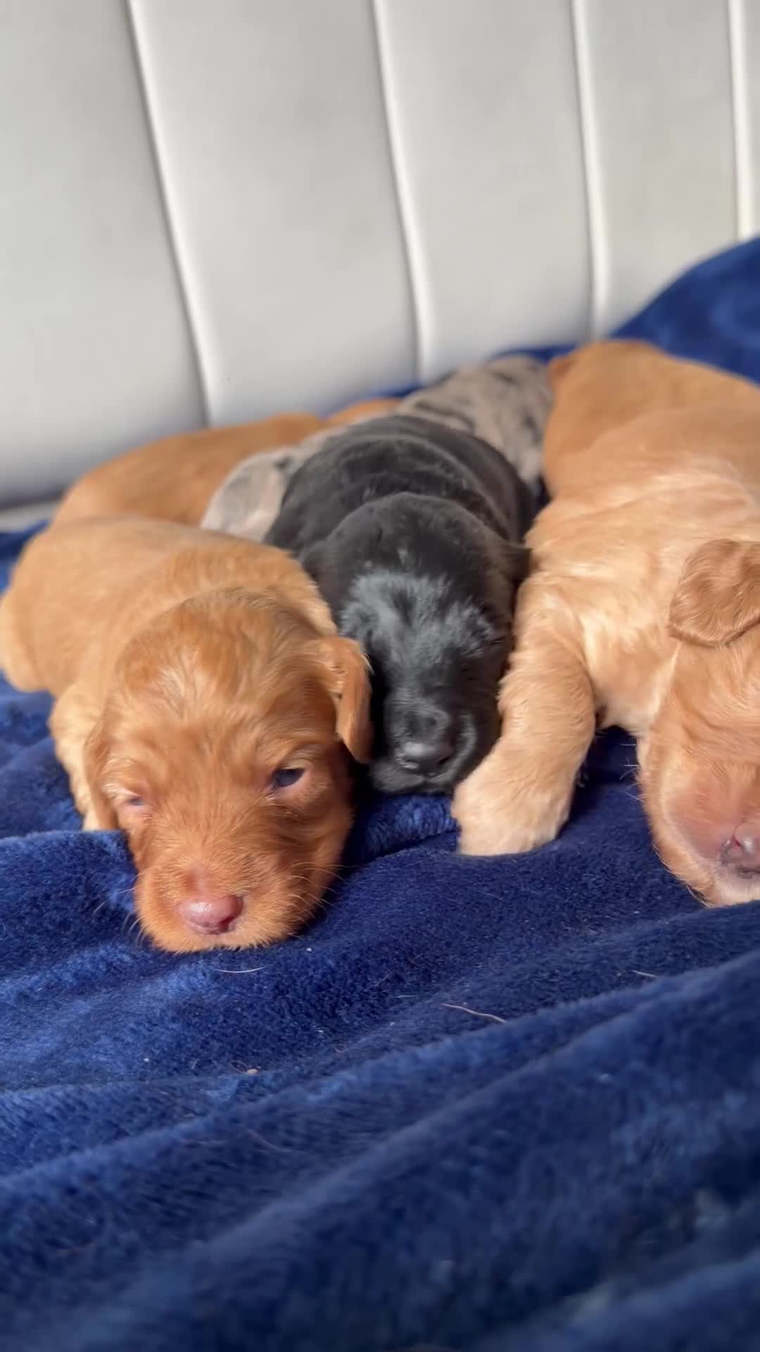 Cockapoo dogs for sale: Stunning Cockapoo Puppies DNA Tested  - Video 2