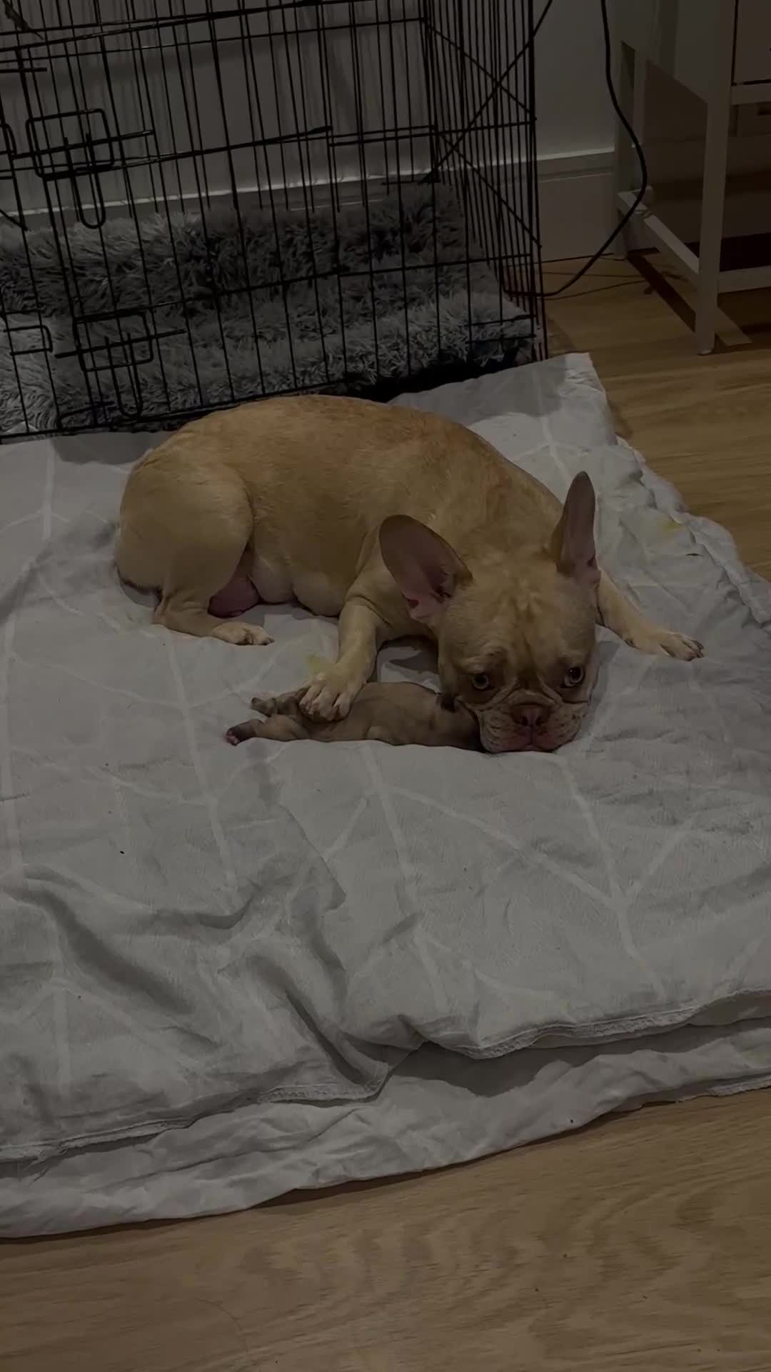 French Bulldog dogs for sale: Platinum French Bulldog Puppies – Ready  - Video 1