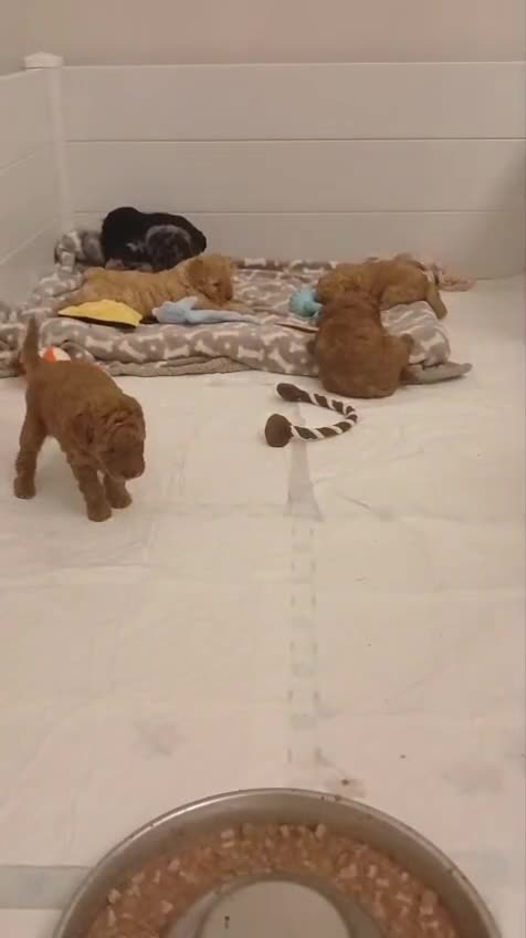 Labradoodle dogs for sale: ✨️Miniture Labradoodles✨️ - Video 1