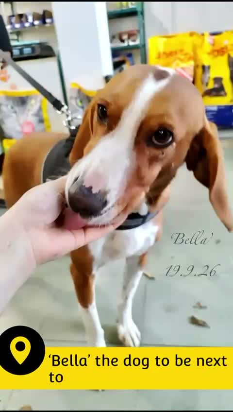 Mixed Breed dogs for adoption: Bella, 5 years approx. Available for adoption. in Brixham - Video 2